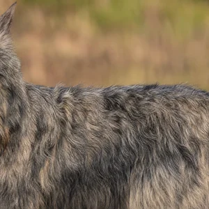 Bouvier des Ardennes — coat texture