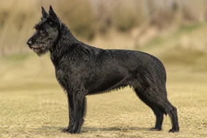 Bouvier des Ardennes — Black coat