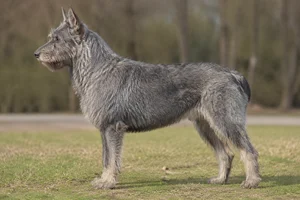 Bouvier des Ardennes — Gray coat