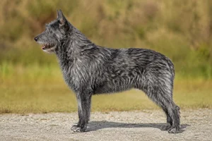 Bouvier des Ardennes — Salt and Pepper coat