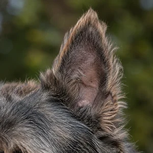 Bouvier des Ardennes — ears