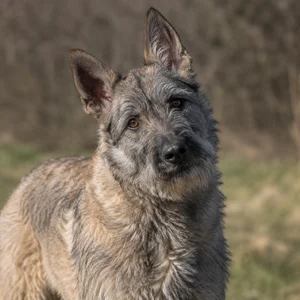 Bouvier des Ardennes — alert