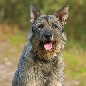 Bouvier des Ardennes — happy