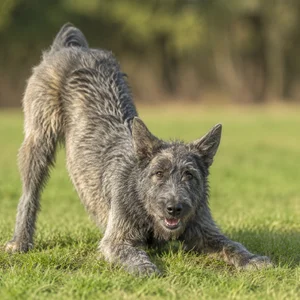 Bouvier des Ardennes — playful