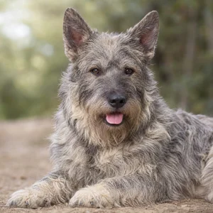 Bouvier des Ardennes — relaxed