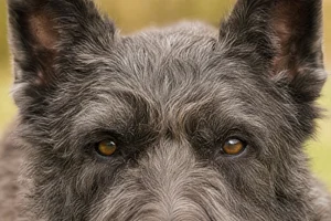 Bouvier des Ardennes — eyes
