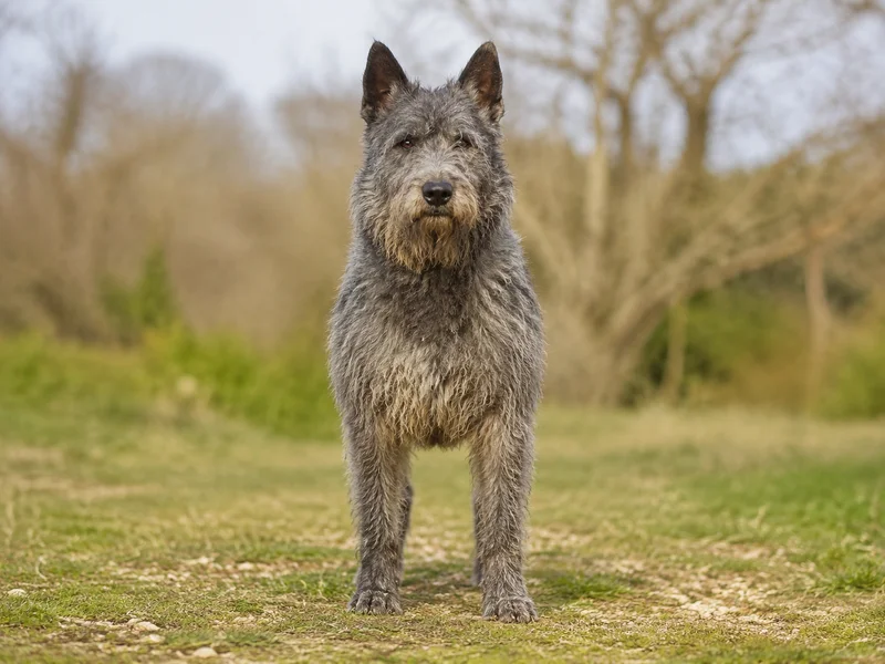 Bouvier des Ardennes — front