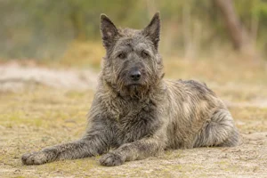Bouvier des Ardennes — lying down