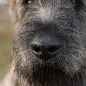 Bouvier des Ardennes — nose