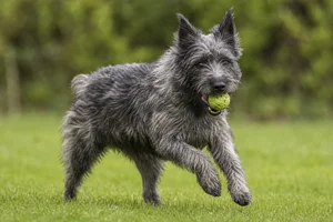 Bouvier des Ardennes — playing