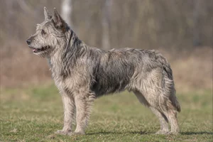 Bouvier des Ardennes dog