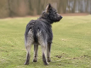 Bouvier des Ardennes — rear