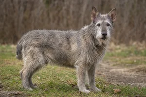 Bouvier des Ardennes — senior
