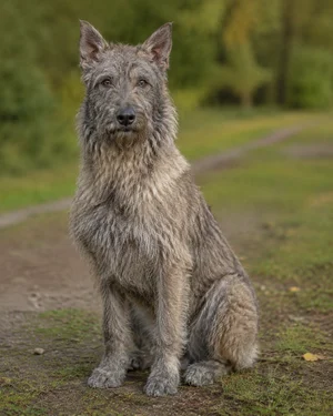Bouvier des Ardennes — sitting