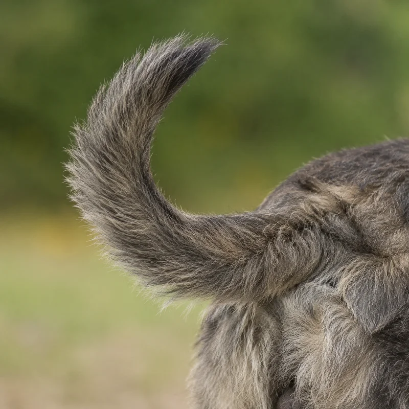Bouvier des Ardennes — tail