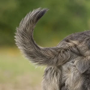 Bouvier des Ardennes — tail