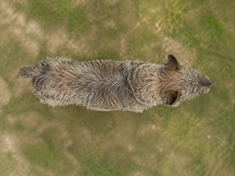 Bouvier des Ardennes — top