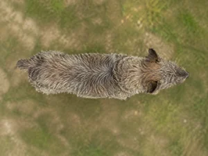 Bouvier des Ardennes — top