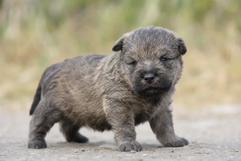 Bouvier des Ardennes — young puppy (~1 mo)