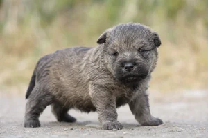 Bouvier des Ardennes — young puppy (~1 mo)