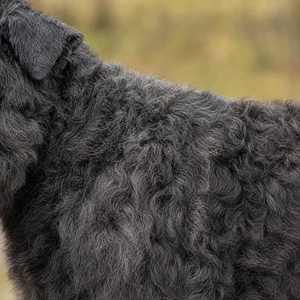 Bouvier des Flandres — coat texture