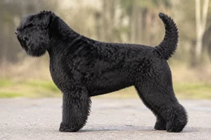 Bouvier des Flandres — Black coat