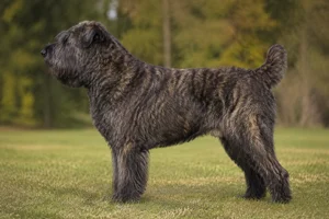 Bouvier des Flandres — Brindle coat