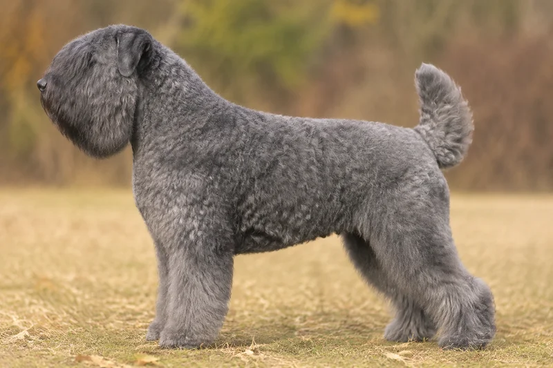 Bouvier des Flandres — Gray coat