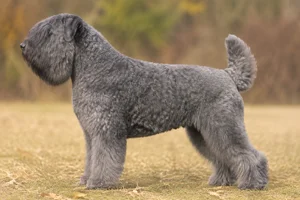 Bouvier des Flandres — Gray coat