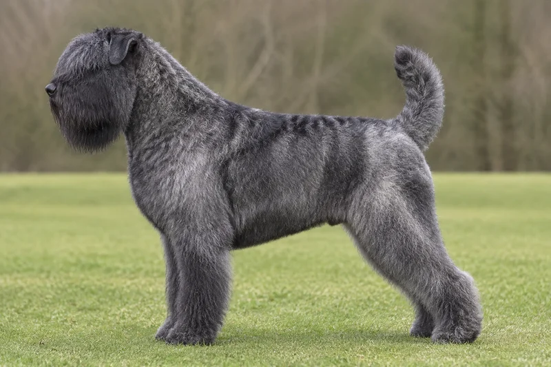 Bouvier des Flandres — Salt and Pepper coat