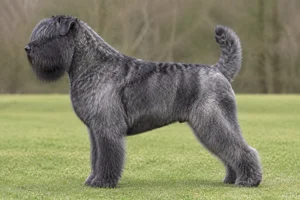 Bouvier des Flandres — Salt and Pepper coat