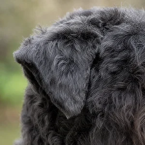 Bouvier des Flandres — ears