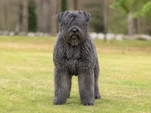 Bouvier des Flandres — front