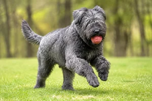 Bouvier des Flandres — playing