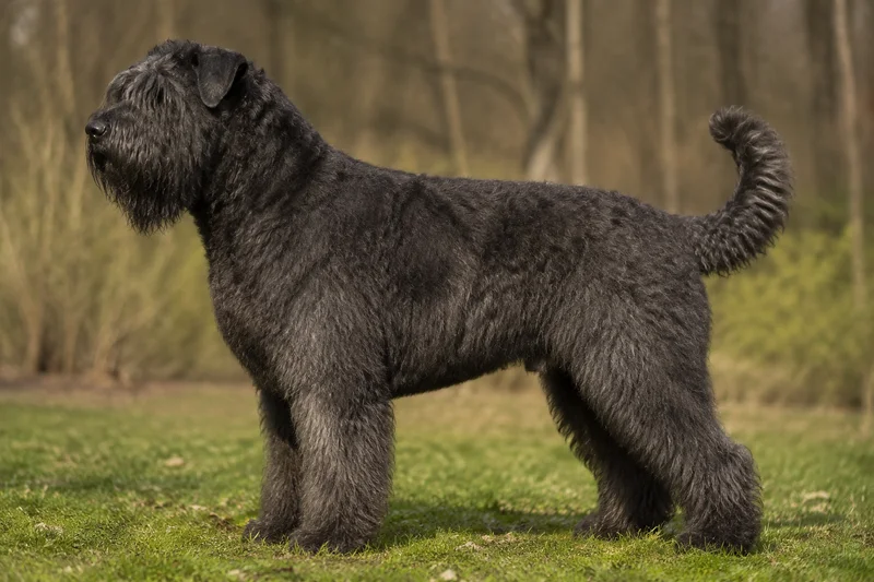 Bouvier des Flandres — side