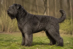 Bouvier des Flandres dog