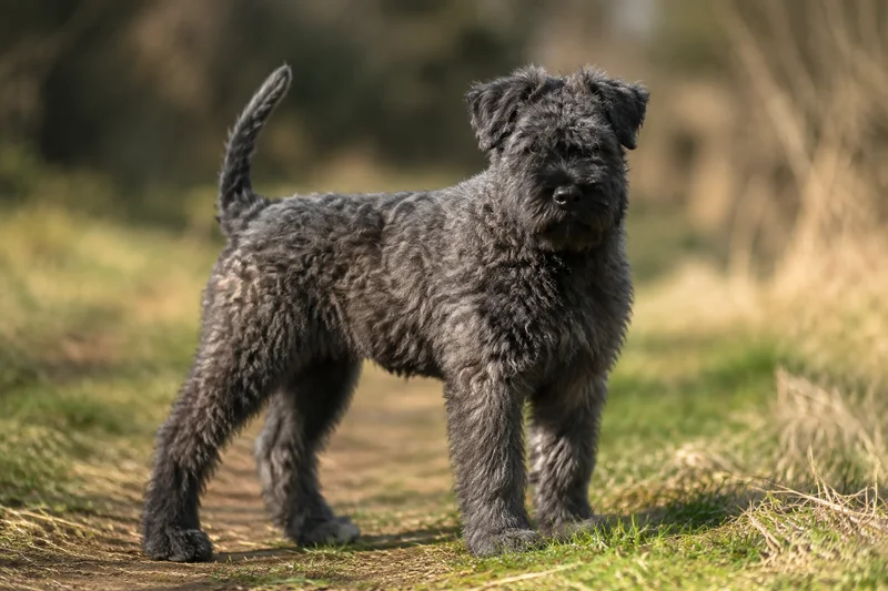 Bouvier des Flandres — puppy (~4 mo)