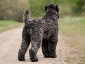 Bouvier des Flandres — rear