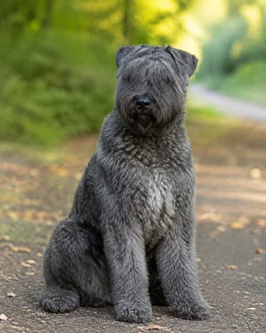 Bouvier des Flandres — sitting