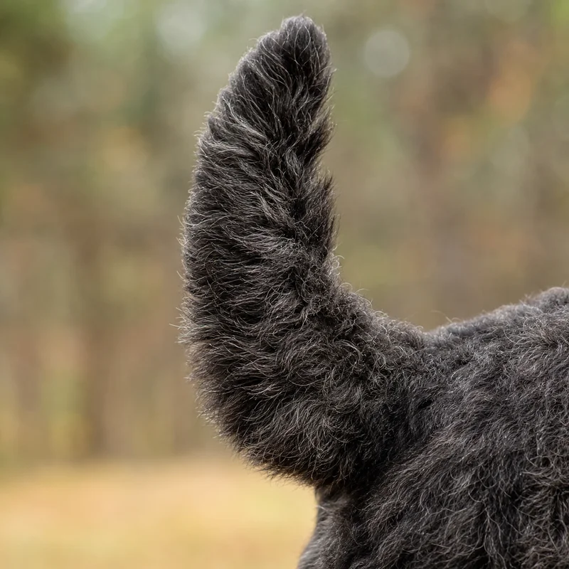 Bouvier des Flandres — tail