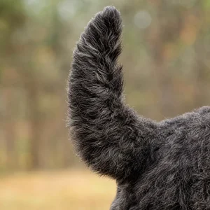 Bouvier des Flandres — tail