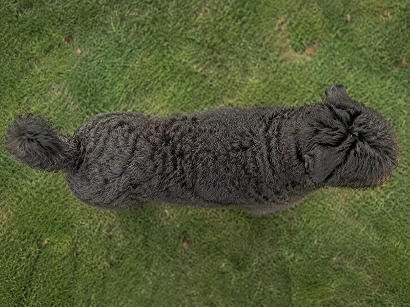 Bouvier des Flandres — top