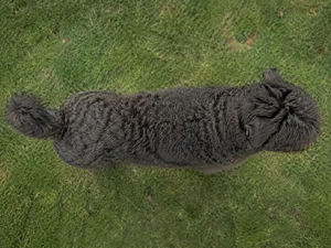 Bouvier des Flandres — top
