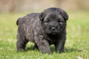 Bouvier des Flandres — young puppy (~1 mo)