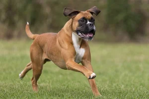 Boxer — running