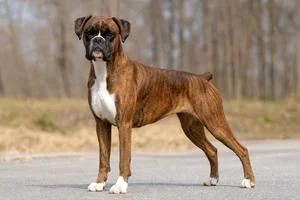 Boxer — adult