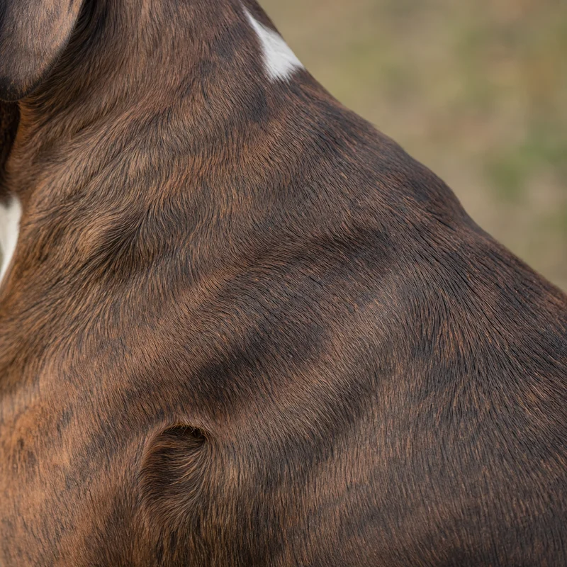 Boxer — coat texture