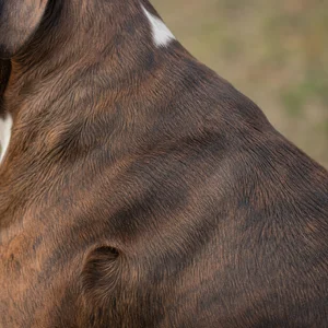 Boxer — coat texture