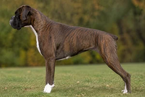 Boxer — Brindle coat
