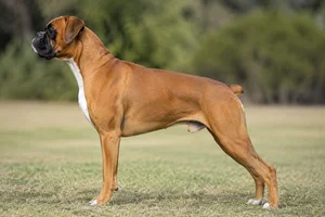 Boxer — Fawn coat